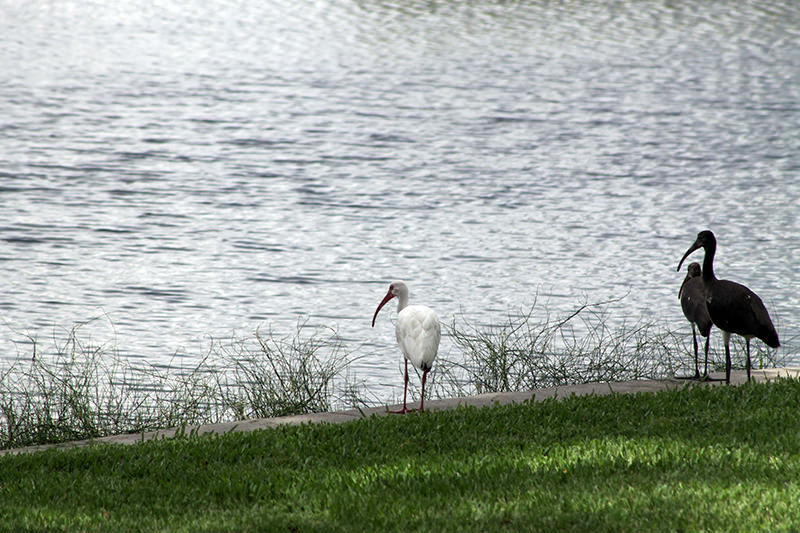 Ibis