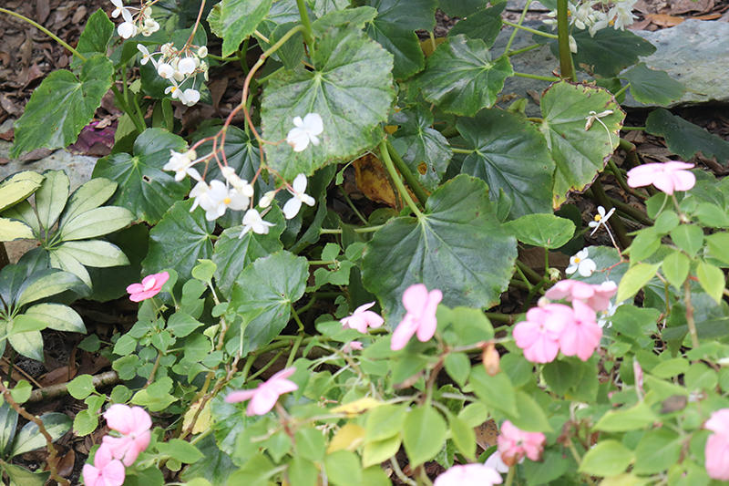 impatiens and begonias