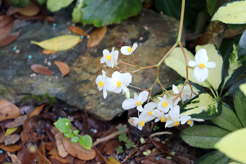 begonia