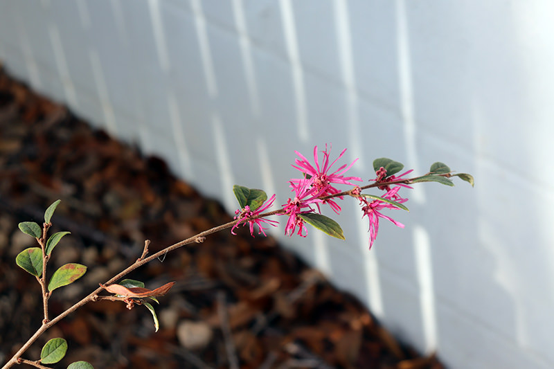 LOROPETALUM