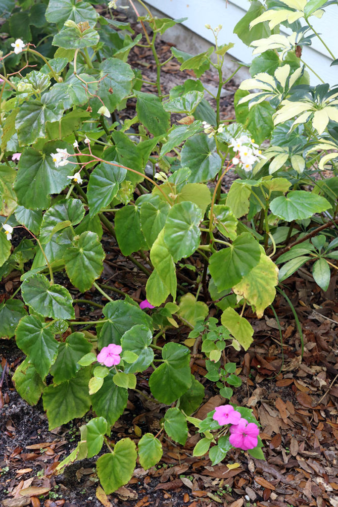 impatiens