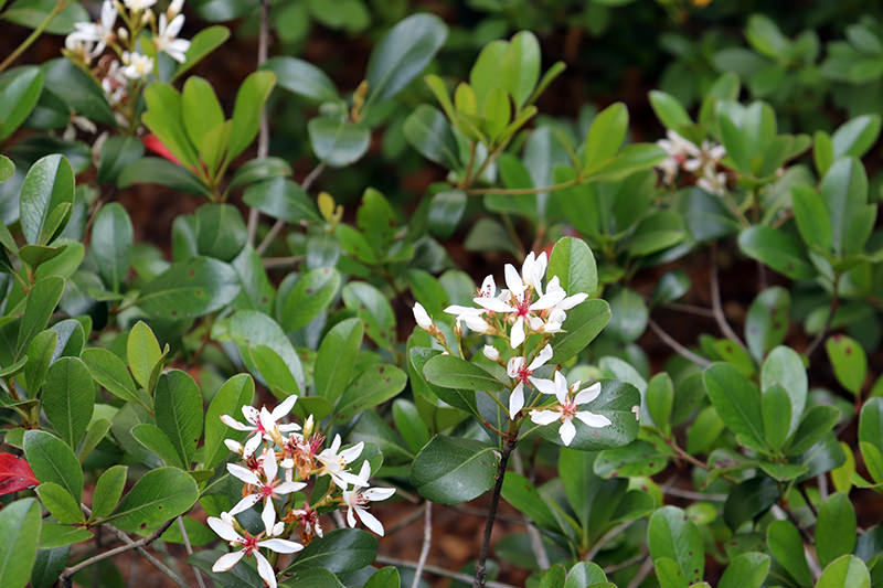 indian hawthorne