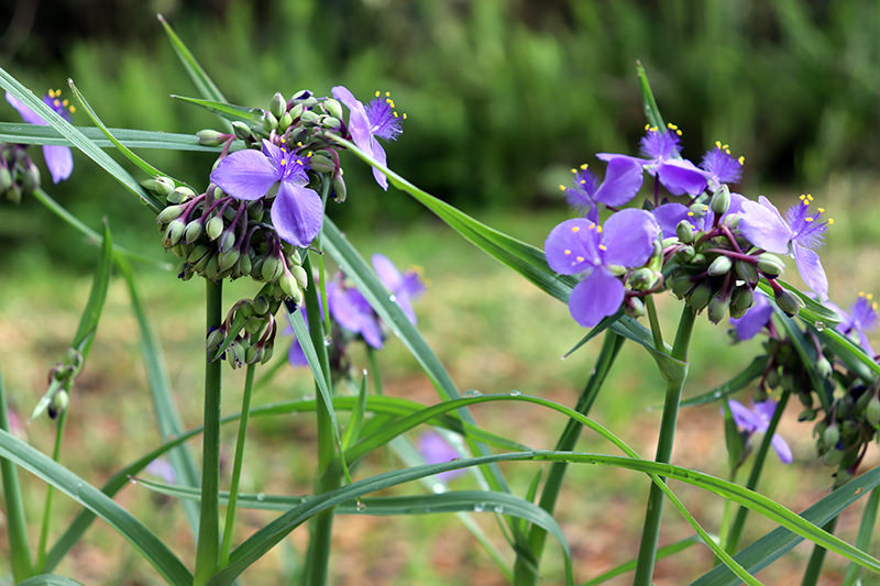 Spiderwort