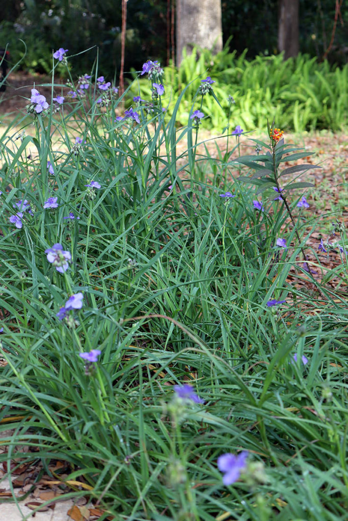 spiderwort