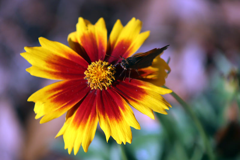 coreopsis