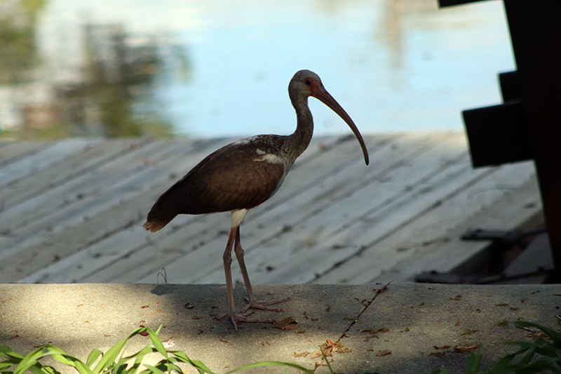 ibis