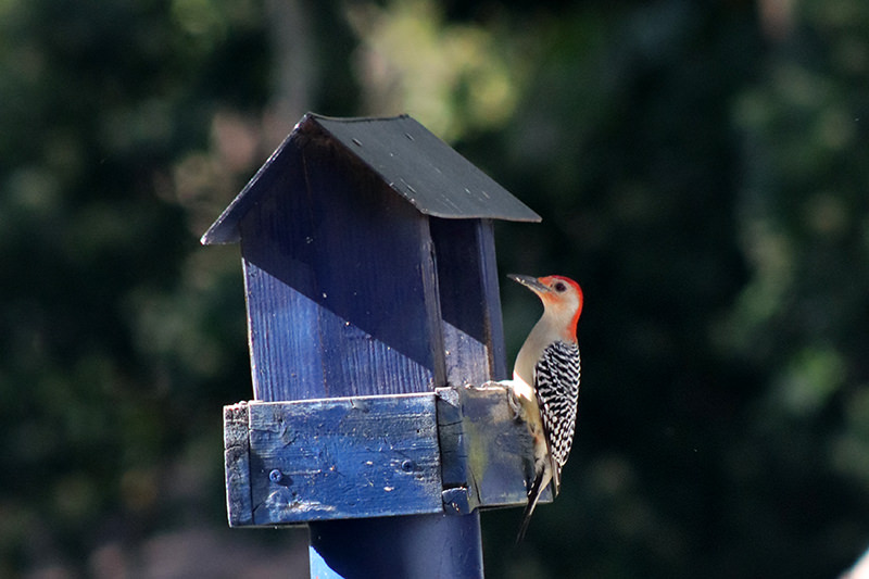 woodpecker