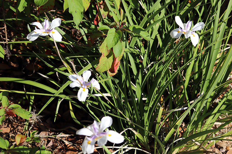 African Iris