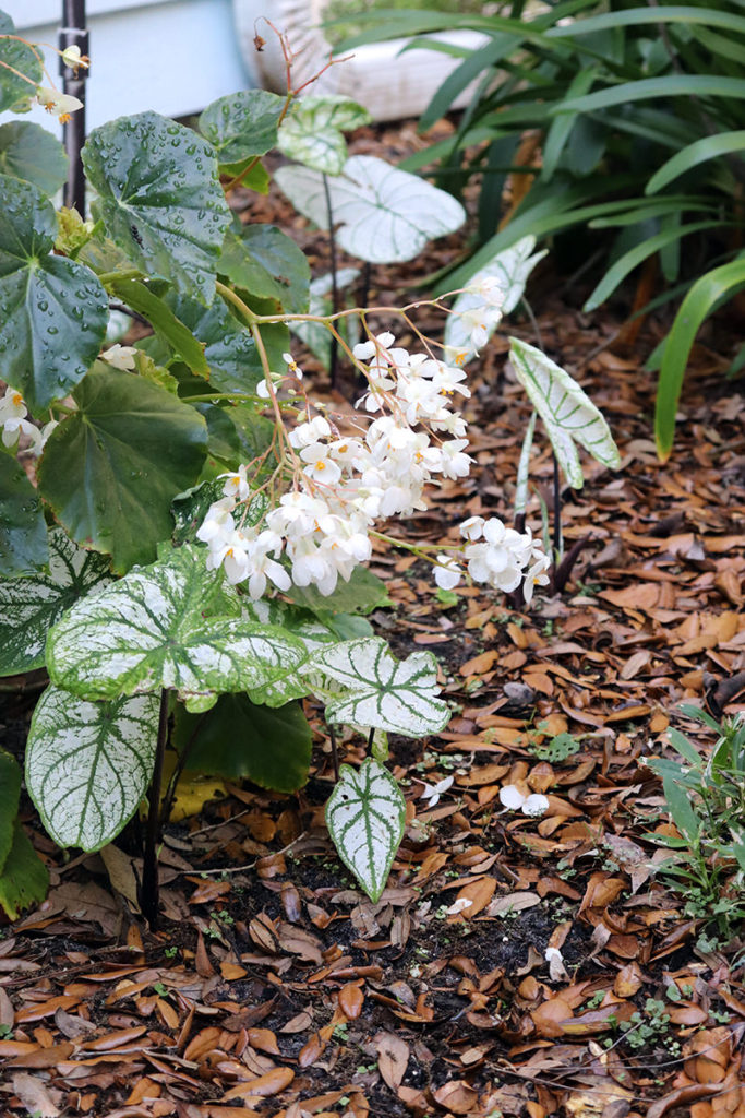 Angel Wing Begonia