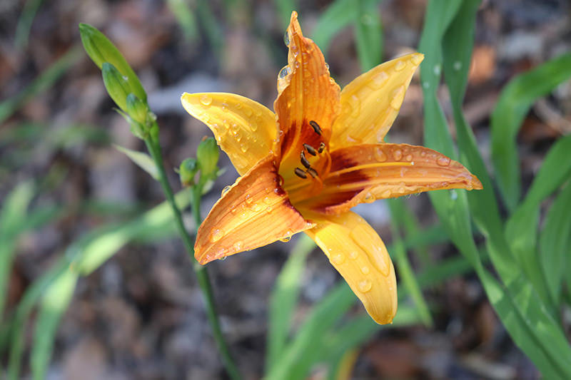 day lily