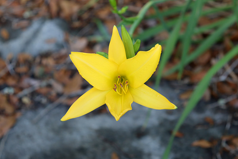 day lily