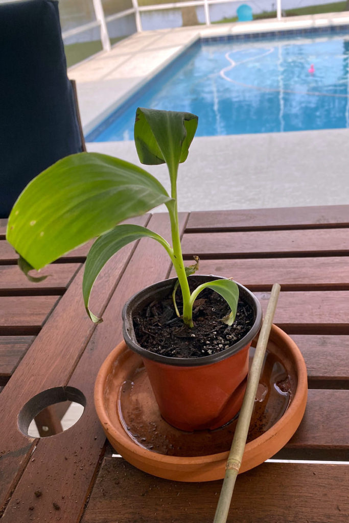 banana tree