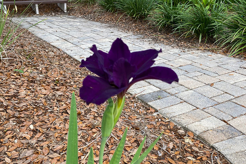 Louisiana Iris