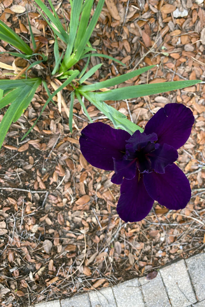 Louisiana Iris