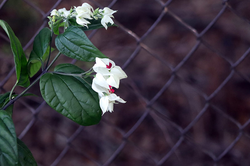 Bleeding Heart