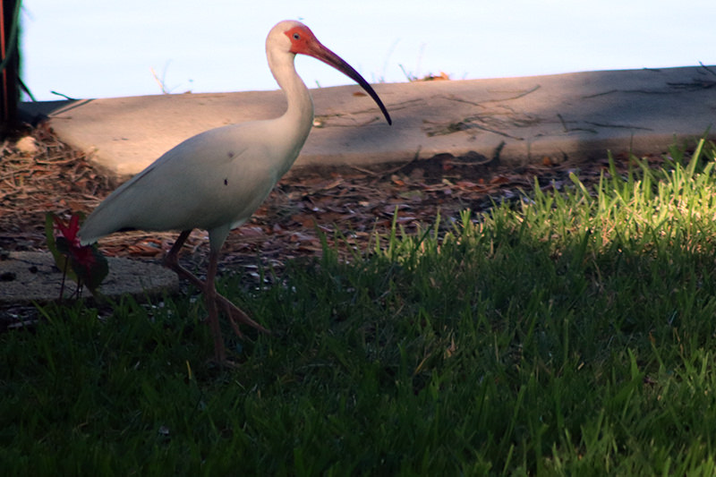 ibis