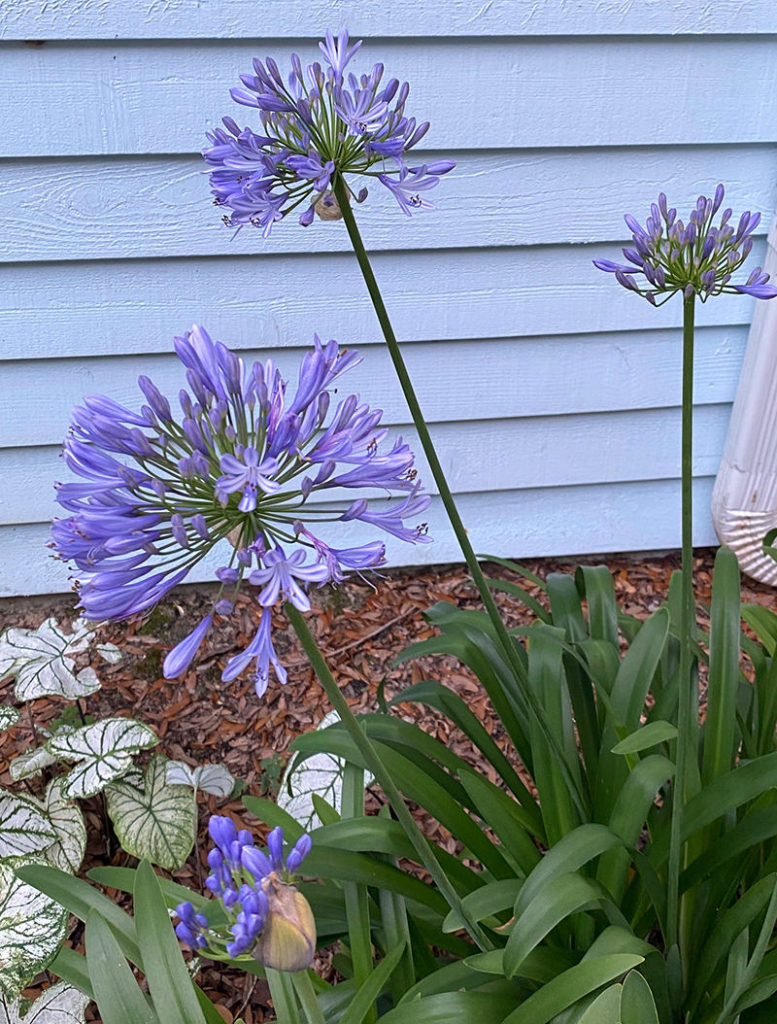 agapanthus