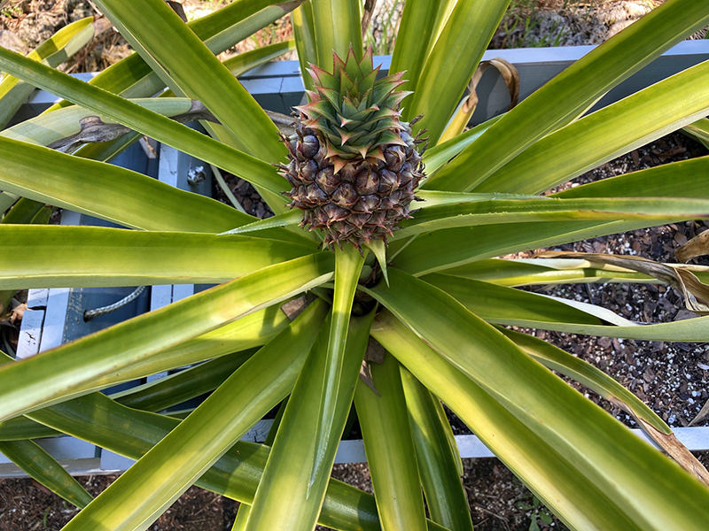 pineapple