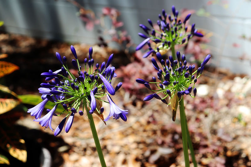 agapanthus