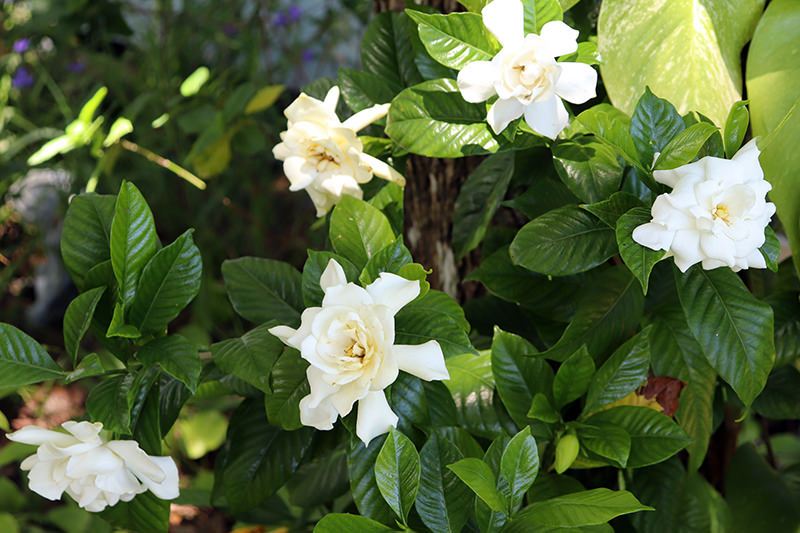 gardenia