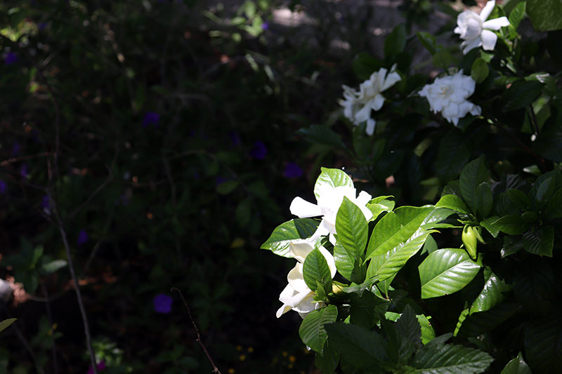 gardenia