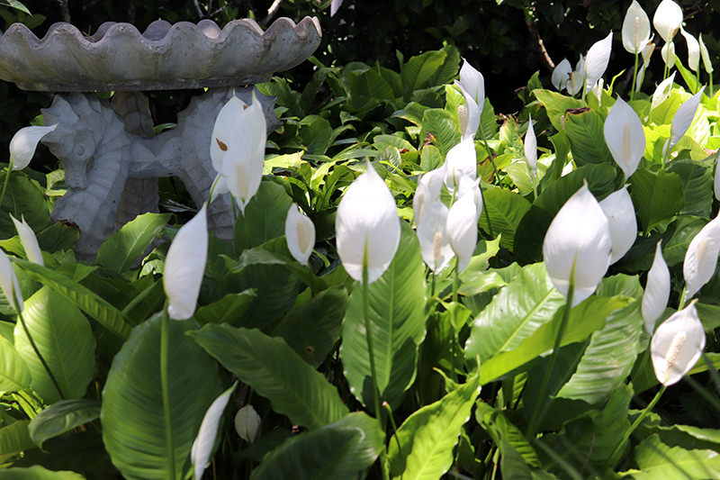 Peace Lily