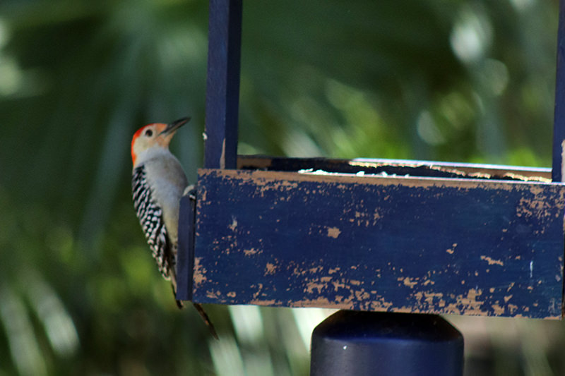 woodpecker