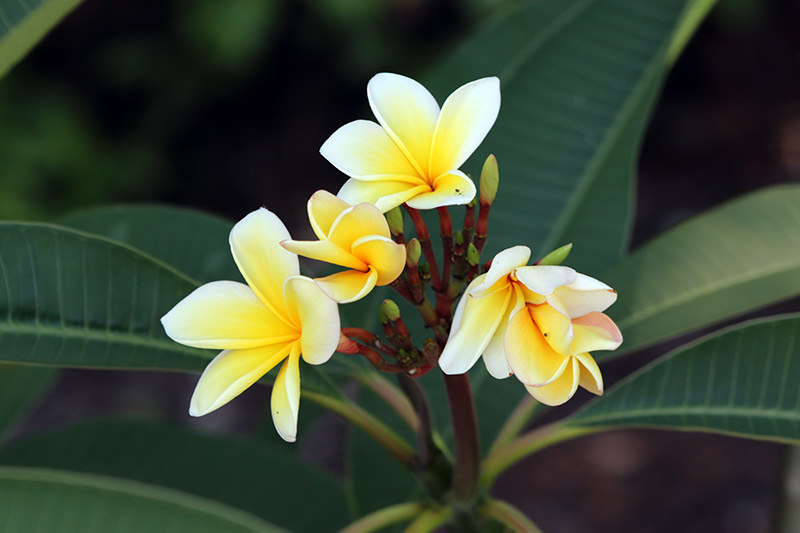 plumeria