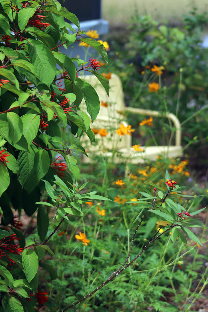 butterfly garden