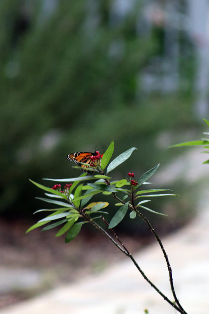 butterfly garden