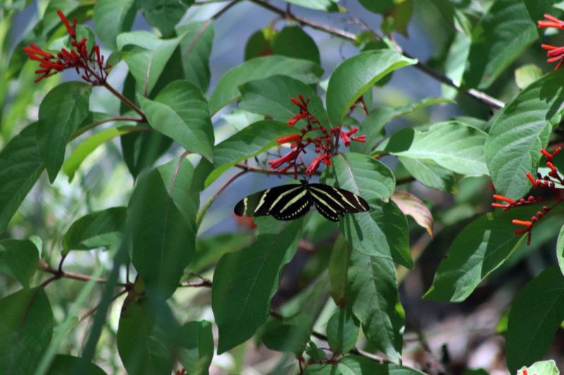 butterfly garden