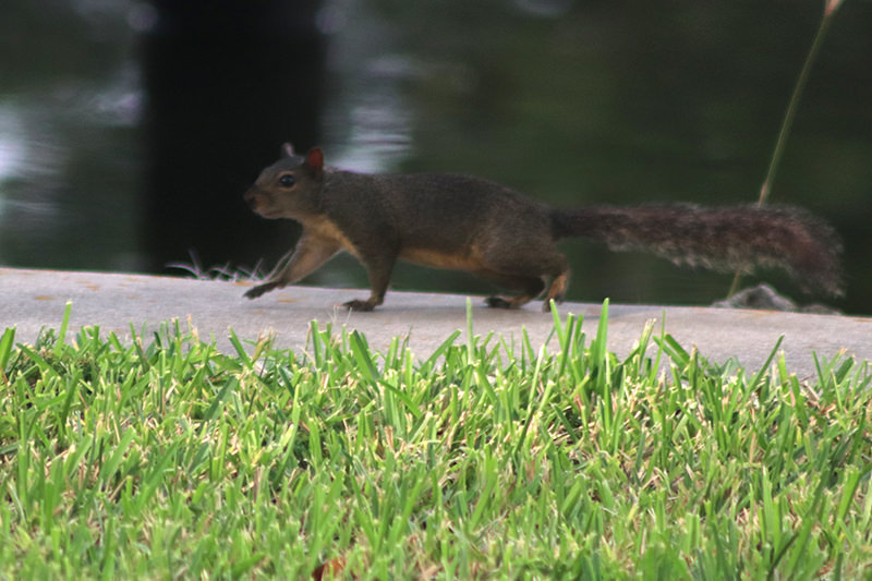 Red Squirrel