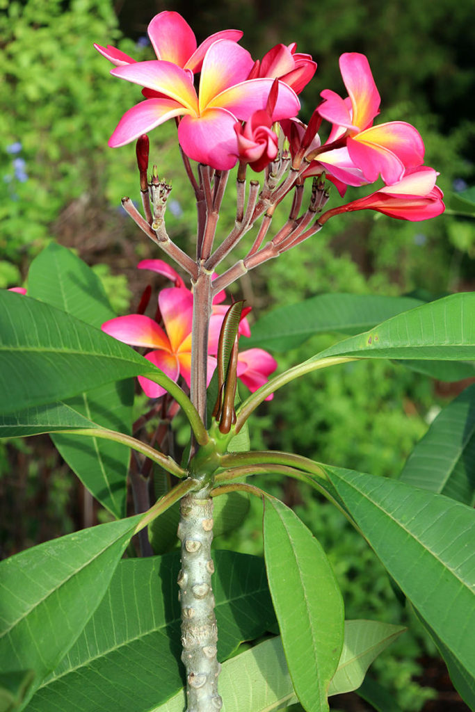 plumeria