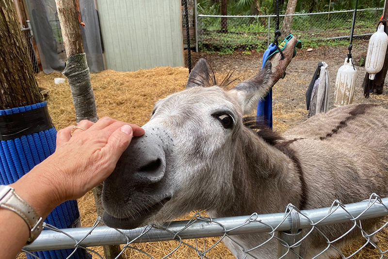 Echo the Donkey