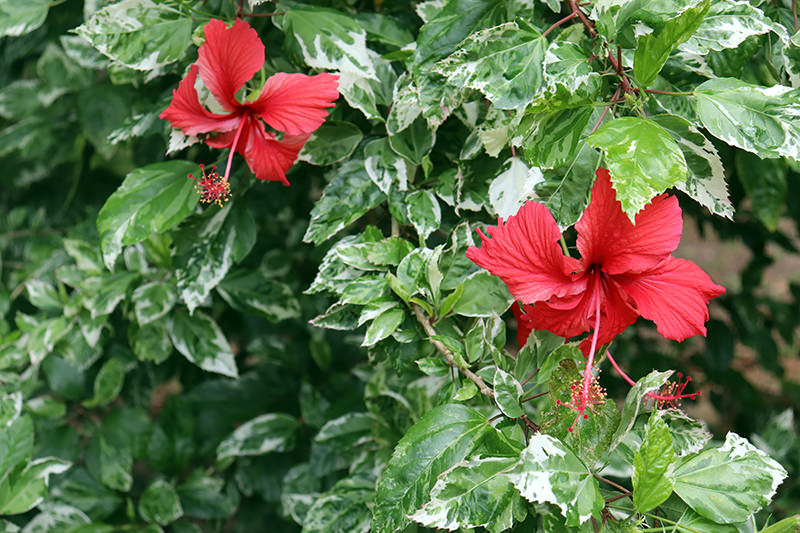 hibiscus