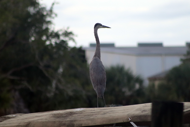 Great Blue Heron