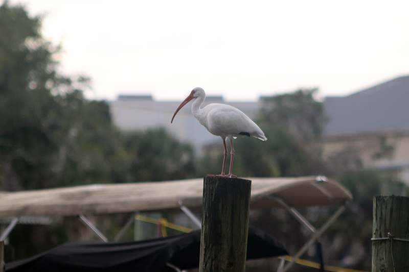 Ibis