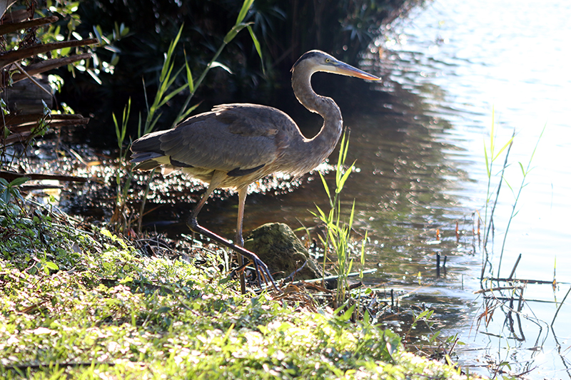 blue heron