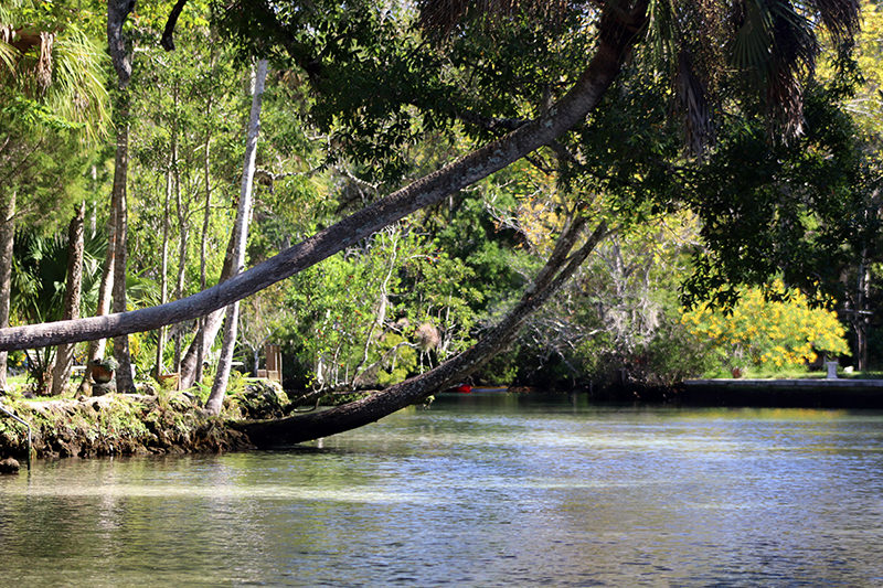 Homosasssa River Restoration Project