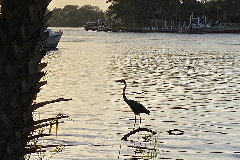 blue heron