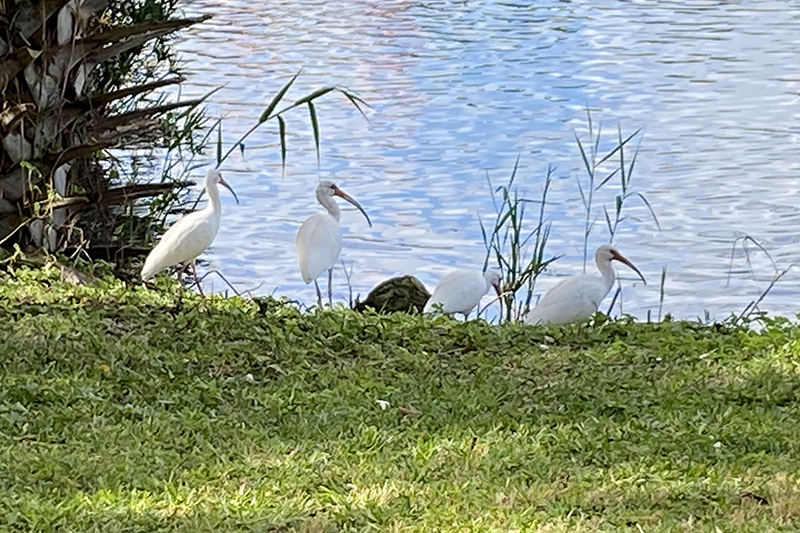 ibis