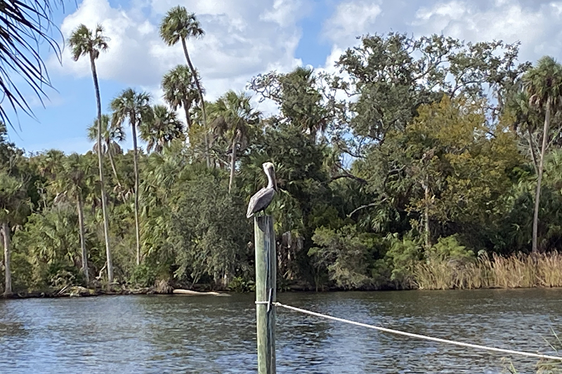 pelican