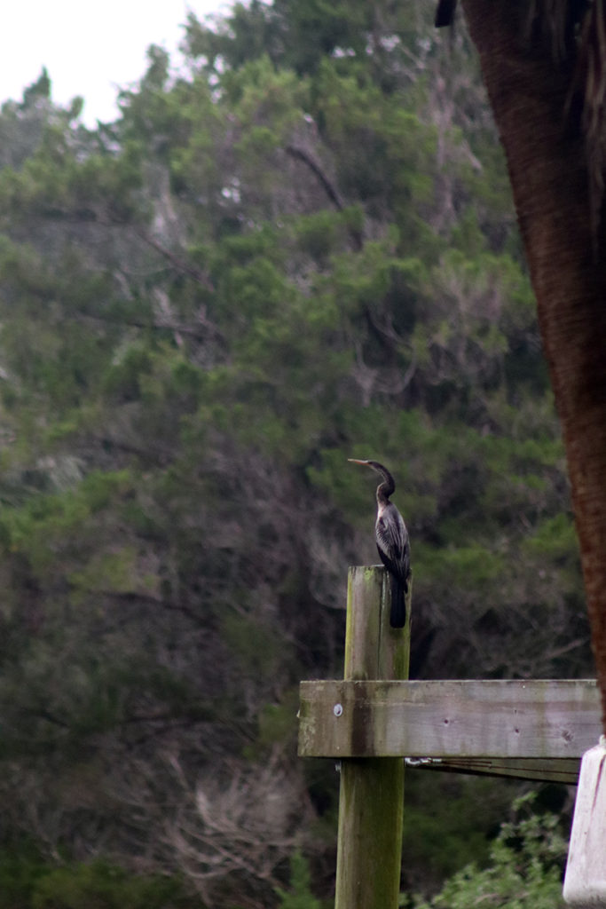 anhinga