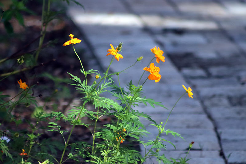 FAll color in homosassa