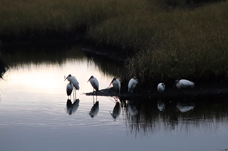 Woodstorks at Dawn