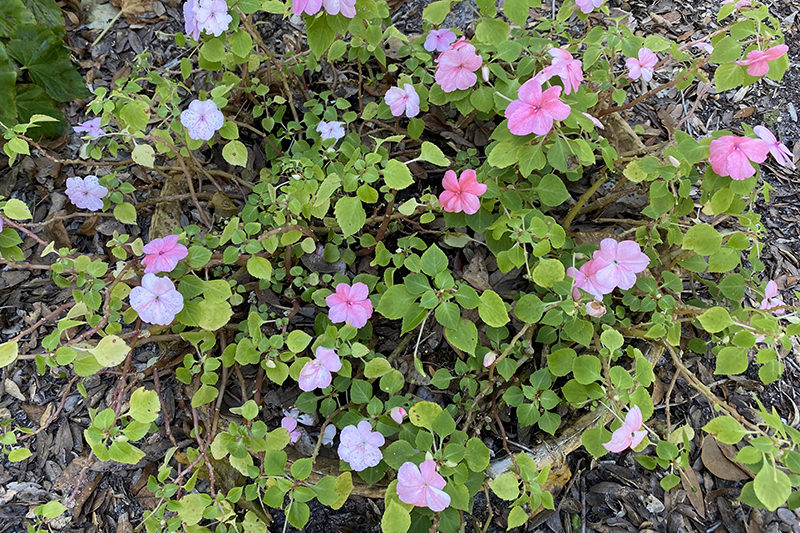 impatiens