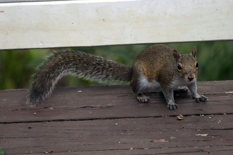 squirrel Appreciation Day