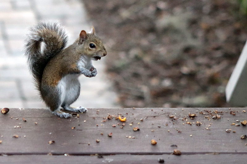 squirrel Appreciation Day