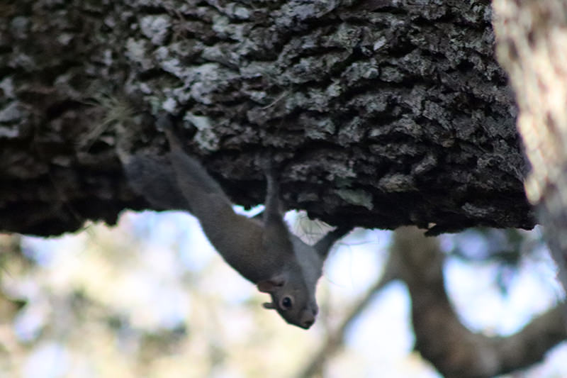 squirrel Appreciation Day