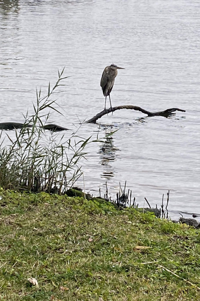 blue heron